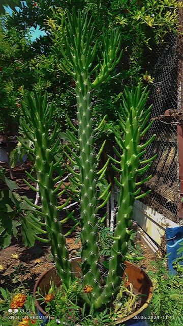 #цветы #flowers #çiçekler #garden #kaktus #aloevera смотреть онлайн