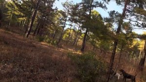 Охота на фазана в США, Курцхаар Алтай и Тайна