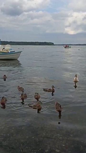 Уточки на Шарташском пляже, Екатеринбург смотреть онлайн