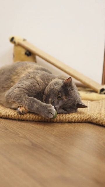 Голосуем: мои кошки играют с едой или едят игрушки? смотреть онлайн