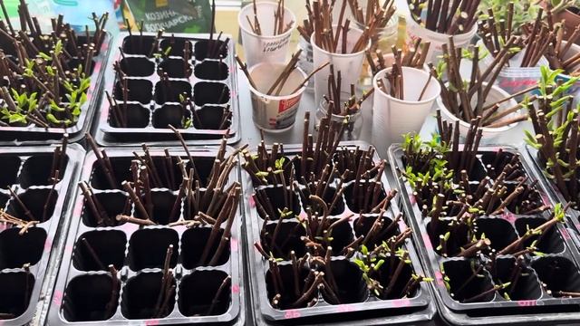 Деревянный черенок МЕТЕЛЬЧАТОЙ ГОРТЕНЗИИ 🌸11.04.2025 смотреть онлайн