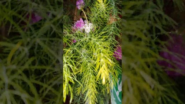 помните душа и тела должно быть сердцем ❤ чистым если уеэ смотреть онлайн