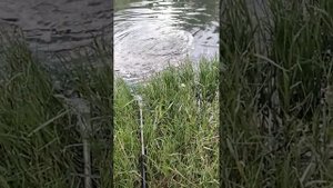 Рыбалка в Узбекистане жерех  2023 год