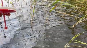 рыбалка 2024.щуки на кружки. форель , окунь на спиннинг