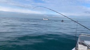 Акула катран. Рыбалка в Сочи 17.01.2025.