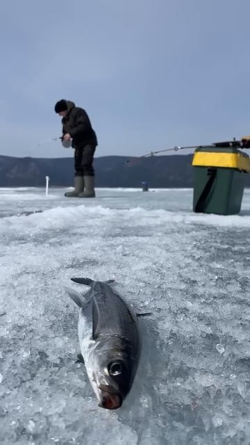 Видеоблог на ТГ Канале: Max_Arbat ссылка в описание канала смотреть онлайн