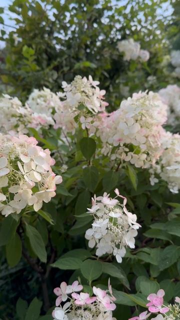 #diamant#rouge#hydrangea#hortensia#гортензия#гортензія#flowers#shorts#アジサ? смотреть онлайн