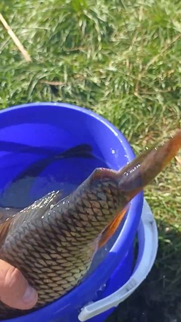 отпустил бедную рыбку🐟🐠🎣#перезалив #буквы #spacesignals # смотреть онлайн