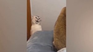 КотЭ 7