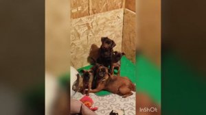 Жыка. И Йося и малыши литеря  Ф