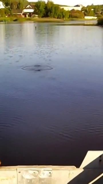 чебак на поплавок, на хлеб. смотреть онлайн