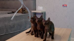 Животные : европейская бурма