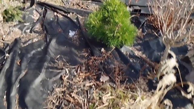 Розмноження бузини. Бузина Серенада смотреть онлайн