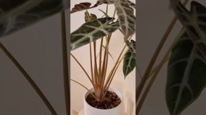 Алоказия Бамбино - рекордсмен по количеству листьев!?