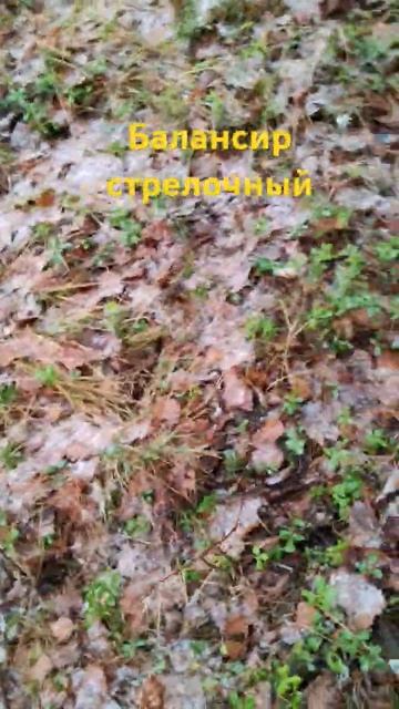 Металлокоп... Стрелочный балансир противовес смотреть онлайн