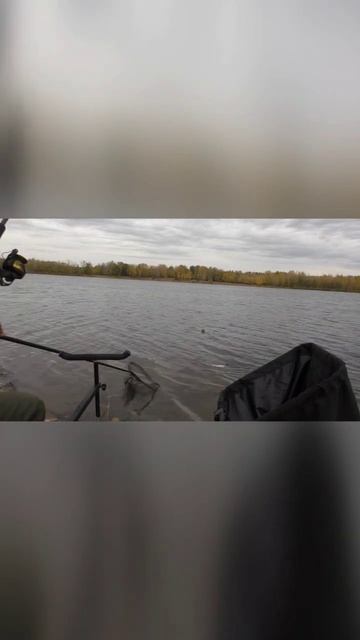 А говорят не клюет 🤔🎣🎣🎣 #shorts #фидер #рыбалка #ловля смотреть онлайн