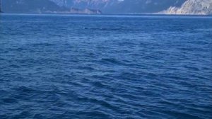 Камчатка 🌋Киты 🐳Тихий Океан 🌊