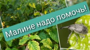 Борьба с малинно-земляничным долгоносиком и лечение хлороза малины