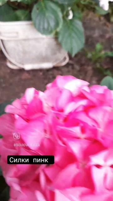Крупнолистовая "силки пинк" для заказа вайбер 0958867295 смотреть онлайн