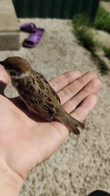 Воробей на руке сидит по под звуки болгарки смотреть онлайн