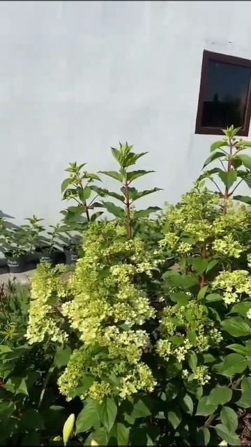 Гортензия Vanille Fraise Ванилла фрайз #цветы #огород #сад смотреть онлайн