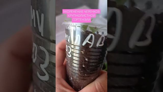 КОРНИ У КРУПНОЛИСТНОЙ ГОРТЕНЗИИ. 🎋 теги:#крупнолистн? смотреть онлайн