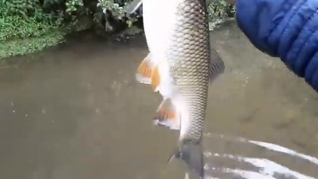 Ловля крупных голавлей. История 1 смотреть онлайн