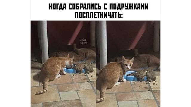 ЛАЙКИ ВВЕРХ!  Приколы с котами  Мемозг 1052