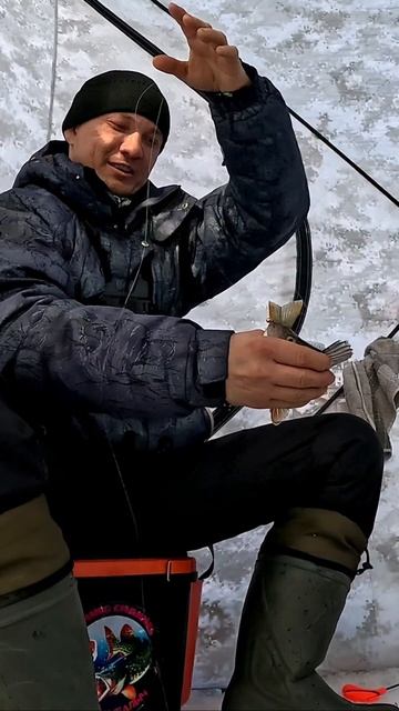 #рыбалыч #fishing #окунь #icefishing #akara #мормышка смотреть онлайн
