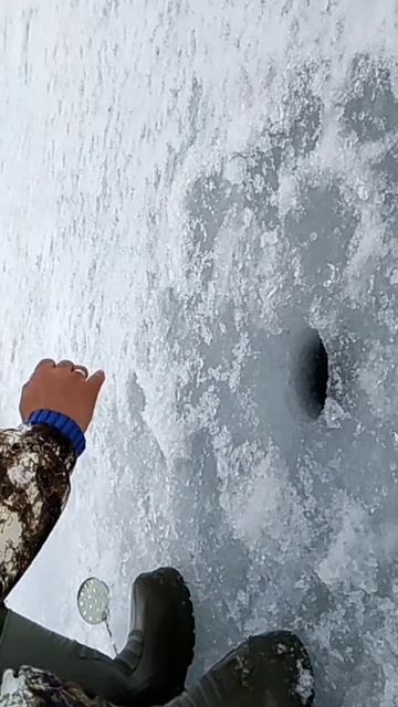 Ловля Окуня на Блесну #shortsvideo #fish #fishing #мормышинг #рыбал смотреть онлайн