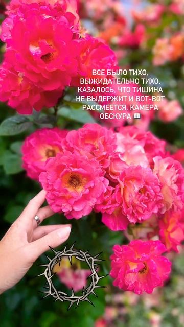 Набоков 🌹 #красотамира #розы #энергиидня #природа #кры