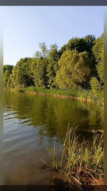 Поймал большую рыбу на рыбалке 🎣 🐟#рыбалка #video #шорт? смотреть онлайн