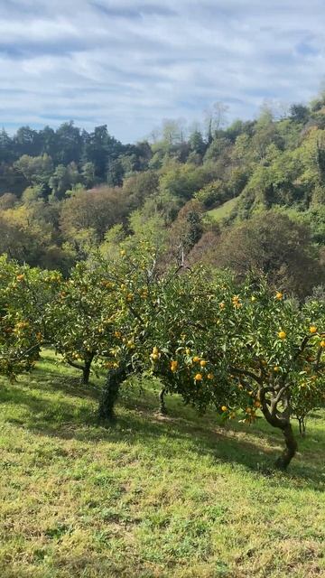 Мандариновый сад | Tangerine garden 🍊 смотреть онлайн