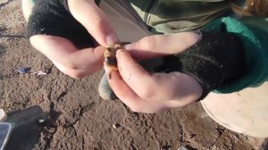 Ловлю сома на перловицу, рыбалка 2025 в Смоленской облас