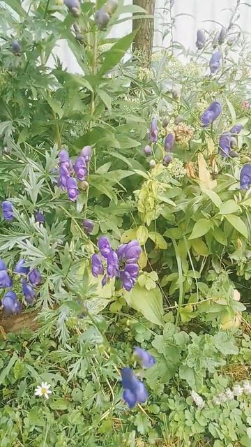 30 июля 2024 г. #Аконит #Aconitum смотреть онлайн