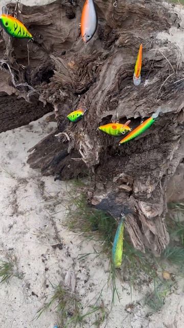 Трофейный улов⚓️ #рыбалка #беларусь #fishing #spinning #прико? смотреть онлайн