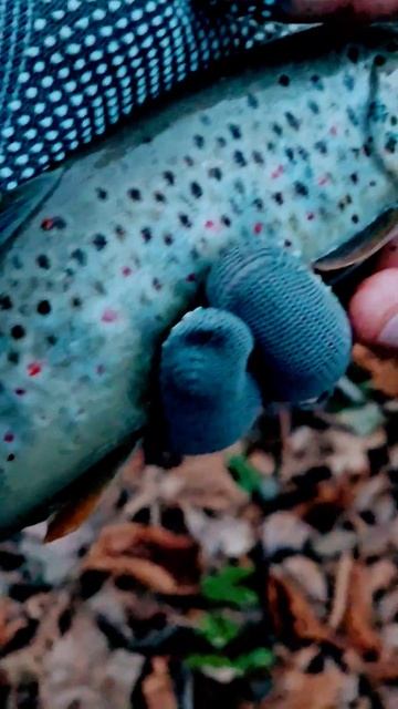 Крупная трофейная форель на воблер ручной работы. #short смотреть онлайн