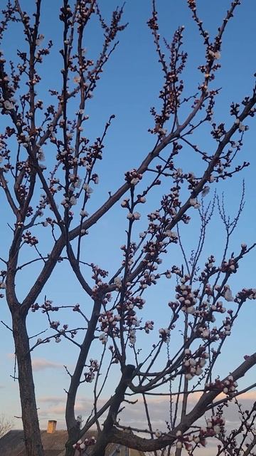 Цвіте абрикос Шалах! Обов'язкова обробка від моніліоз смотреть онлайн