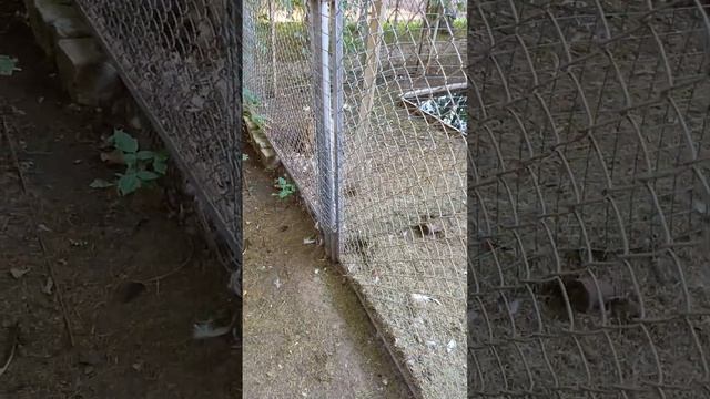 Экофермах.Вертячий