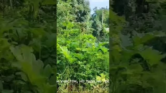 первый день на заброшенном участке поросшем борщевик? смотреть онлайн