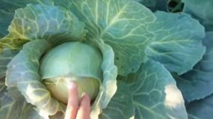 Самая лучшая  зола для КАПУСТЫ  от листогрыщущих