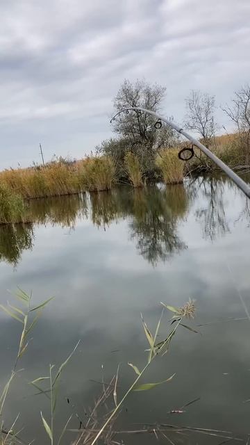 Щука не радует, зато окунь попадается #рыбалка #fishing #ос смотреть онлайн