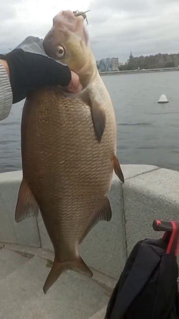 Лещ ,нева, джиг. смотреть онлайн