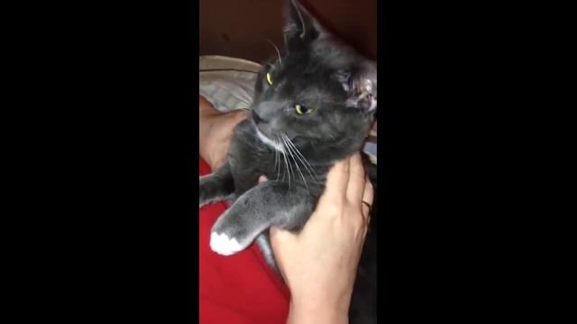 Смешные кошки Приколы про кошек и котов 2019 Смешное видео до слез под музыку   СМЕШНЫЕ КОТЫ смотреть онлайн