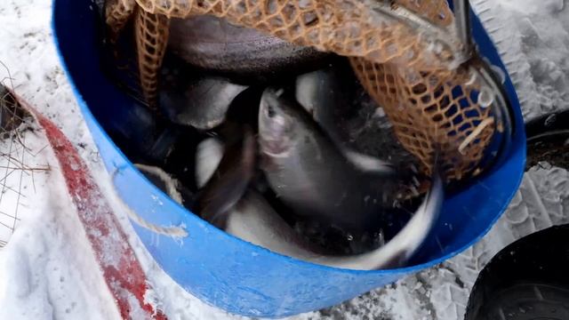 Р.Д. Юрлово. Зарыбление 29.12.2023 смотреть онлайн