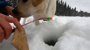 На таежные реки за хариусом / Зимняя рыбака на хариуса