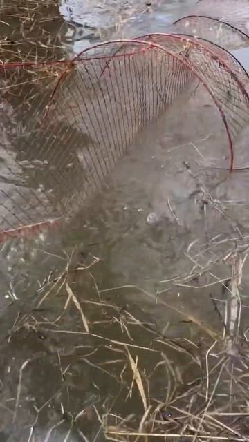 Дедовский фитиль все таки ловчий смотреть онлайн