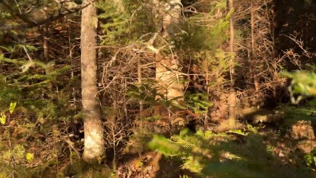 УТИНЫЙ ЧЕЛЛЕНДЖ - ЛУК & АРБАЛЕТ смотреть онлайн