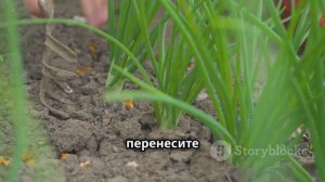 КОГДА УБИРАТЬ ЛУК-СЕВОК С ГРЯДКИ НА ХРАНЕНИЕ?