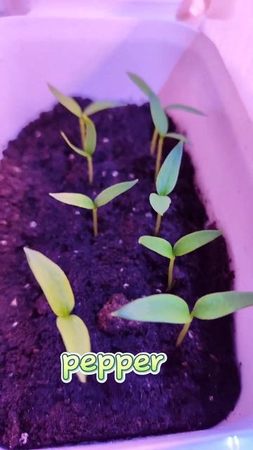 Perfect #жизньвдеревне #рассада #теплица смотреть онлайн